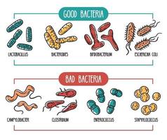 infographie vectorielle du microbiote intestinal humain vecteur