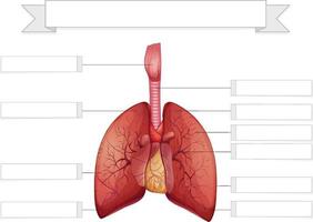 structure du modèle de feuille de calcul des poumons vecteur