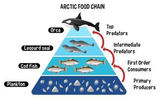 diagramme montrant la chaîne alimentaire arctique pour l'éducation vecteur