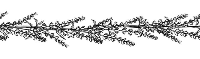 lavande sans couture frontière sur blanc isolé Contexte. main tiré vecteur illustration de Provence fleurs pour cadres. floral lavandula modèle pour bannière ou botanique conception dans ligne art style.