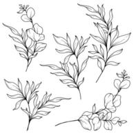 eucalyptus verdure ligne art, bien ligne feuilles main tiré illustration. botanique coloration page. contour feuilles isolé sur blanc vecteur