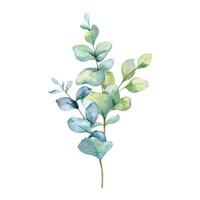 eucalyptus aquarelle illustration. eucalyptus verdure main peint isolé sur blanc Contexte. parfait pour mariage faire-part, floral Étiquettes, de mariée douche et floral salutation cartes vecteur