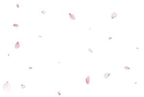Sakura pétales. réaliste vecteur illustration.