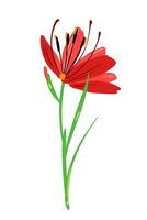 magnifique rouge Couleur glaïeul comme fleur composition. vecteur Facile brillant Couleur botanique groupe pour décoration. floral élément.