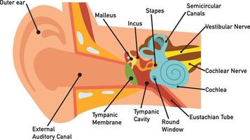 diagramme d'anatomie de l'oreille, vecteur