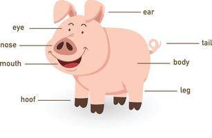 illustration du vocabulaire du cochon partie du corps vecteur