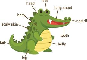 illustration du vocabulaire du crocodile partie du corps vecteur