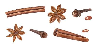 aquarelle ensemble de cannelle des bâtons, étoile anis, clous de girofle. botanique illustration de épices vecteur