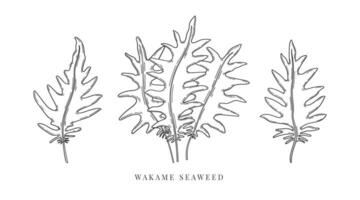 main tiré wakame algues esquisser. algue vecteur nourriture illustration. Japonais cuisines, en bonne santé nourriture Ingrédients dans gravé style