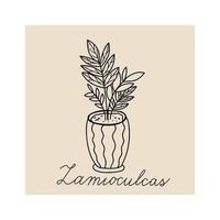 illustration dessinée à la main de plantes zamioculcas vecteur