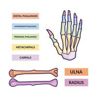 modèle vectoriel d'infographie d'os de bras et d'os de la main