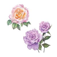 rose et violette vecteur