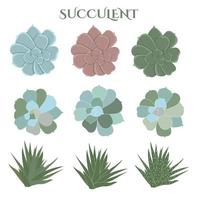 ensemble de couleurs succulentes, cactus dessinés à la main, floral vecteur