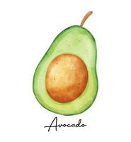 aquarelle Avocat illustration - Frais biologique tranche de vert fruit vecteur