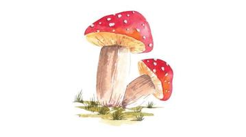 illustration aquarelle de champignons rouges