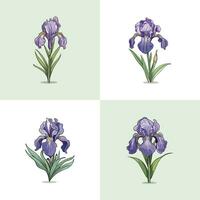 iris fleur vecteur agrafe art illustration