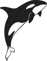 tueur baleine sauter. orcinus orque. vecteur illustration.