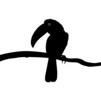 toucans sont néotropical membres de le près passereau oiseau famille Ramphastidés. le Ramphastidae sont plus étroitement en relation à le américain les barbets, oiseau silhouette. vecteur illustration