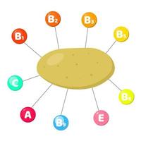 vitamines contenues dans les légumes. Patate vecteur