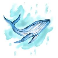 illustration de baleine aquarelle vecteur