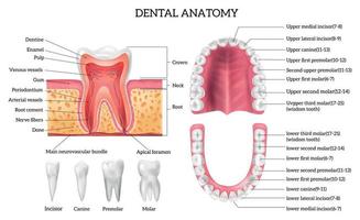 infographie sur l'anatomie dentaire vecteur