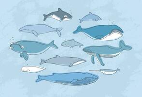 différent baleine ensemble. main tiré griffonnage illustration collection. vecteur