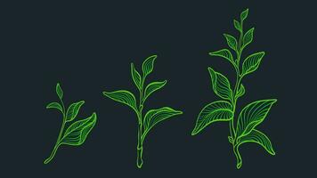 thé feuilles, art ensemble. graphique vert plante. biologique vecteur