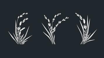 riz plante. graphique ensemble. vecteur blanc gris, bouquet