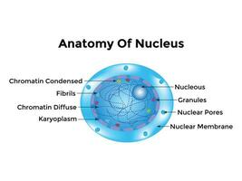 atome scientifique affiche avec atomique structure noyau de protons et les neutrons, orbital électrons. vecteur illustration. symbole de nucléaire énergie, scientifique recherche, et moléculaire chimie.