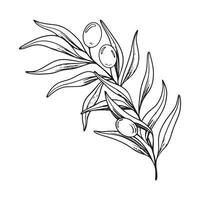 esquisser de olive branche avec baies et feuilles. main tiré vecteur ligne art illustration. noir et blanc dessin de le symbole de Italie ou grec pour cartes, conception logo, tatouage.