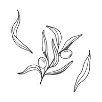 esquisser ensemble de olive branche avec baies et feuilles. main tiré vecteur ligne art illustration. noir et blanc dessin de le symbole de Italie ou grec pour cartes, conception logo, tatouage.