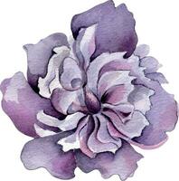 aquarelle violet rose pivoine fleur isolé sur blanc Contexte. gothique floral botanique illustration main dessiné. gothique foncé mariage décoration dans ancien style. élément pour invitation, toile de fond vecteur