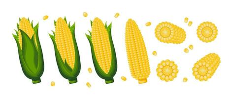 sucré maïs, blé épis avec feuilles, blé céréales. icône ensemble. agriculture concept. nourriture Icônes, vecteur