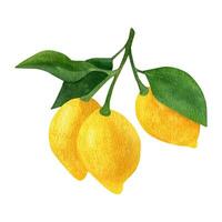 citron fruit aquarelle clipart. illustration de citron branche avec vert feuilles vecteur