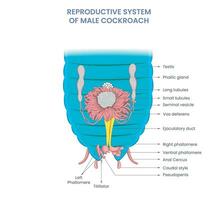 Masculin les cafards avoir testicules et un édéage pour sperme transfert dans leur reproducteur système vecteur