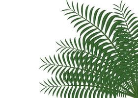 tropical feuilles plante isolé icône vecteur illustration conception vecteur illustration conception, deux paume feuilles sont montré sur une blanc Contexte