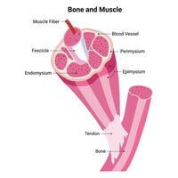 OS et muscle science conception vecteur illustration