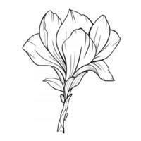 fleur de magnolia contour magnolia dessin au trait dessin au trait vecteur