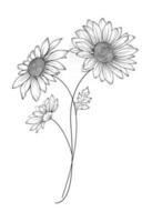 marguerite fleur contour marguerite dessin au trait contour camomille vecteur