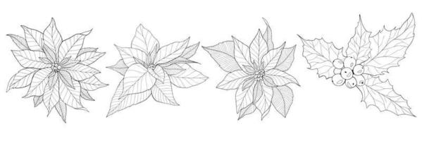 poinsettia fleur contour poinsettia dessin au trait noël houx vecteur