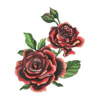 rouge noir Rose fleurs avec vert feuilles et bourgeons, élégant, brillant, belle. main tiré aquarelle illustration. isolé composition sur une blanc arrière-plan, pour décoration et conception vecteur