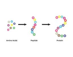 scientifique conception de biochimique structure de aminé acides, peptides et protéines moléculaire modèle. vecteur illustration.