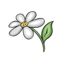 camomille printemps fleur, vecteur illustration