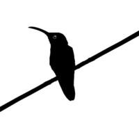 perché colibri silhouette, pouvez utilisation art illustration, site Internet, logo gramme, pictogramme ou graphique conception élément. vecteur illustration