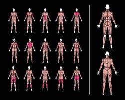 anatomie femmes corps muscles illustration vecteur
