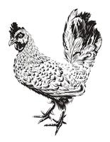 Illustration de coq de vecteur