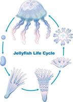 cycle de vie des méduses pour l'éducation des enfants vecteur