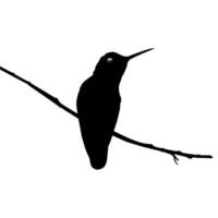 perché colibri silhouette, pouvez utilisation art illustration, site Internet, logo gramme, pictogramme ou graphique conception élément. vecteur illustration