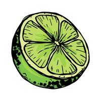 vecteur citron vert clipart. main tiré agrumes icône. fruit illustration. pour imprimer, la toile, conception, décor