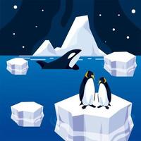pingouin sur iceberg et orque baleine mer pôle nord nuit vecteur